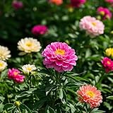 MAISON EK RECORDS LTD