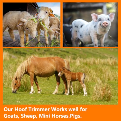 Image of 8.5 inch Farrier Tool Kit 7Pc, Hoof Trimmer for Goat Pig