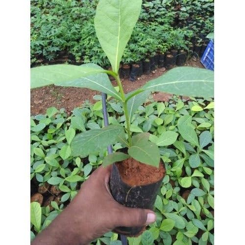 Plant care and packing at the nursery