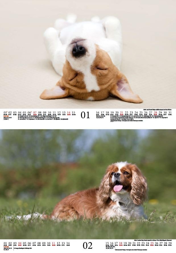 Hundezauber Small Dogs DIN A4 Calendar for 2024 Puppies and Small Dogs Seelenzauber, multicoloured - Image 2