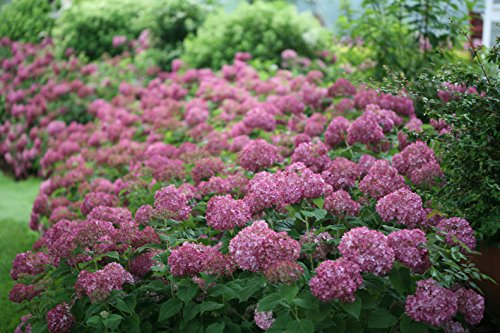 Invincibelle Mini Mauvette Smooth Hydrangea, Live Shrub, Pink Flowers, 4.5 In. Quart #TOP5