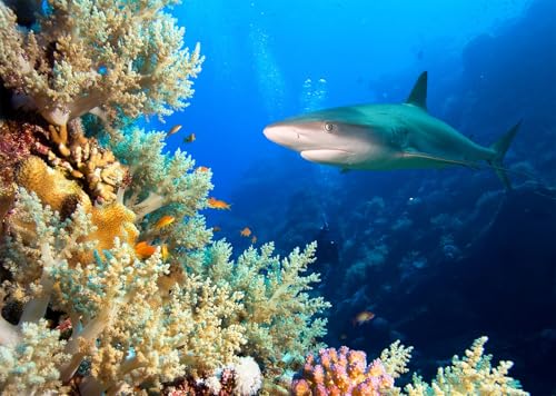 Arrière-plan photographique de requins gris et poissons tropicaux en mer bleue claire