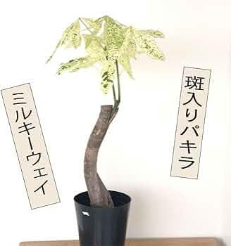 観葉植物 パキラ ミルキーウェイ 斑入り 朴仕立て ５号鉢 51vfQPWKj4L._AC_UF350,