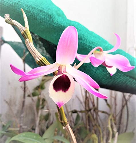 OrchidWala Dendrobium Nobile Orchid sp. Live Plant, in Pot (B07Y7HXCKC) Amazon Price History, Amazon Price Tracker