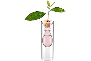 Avocado Seed Vase for Indoor Gardening