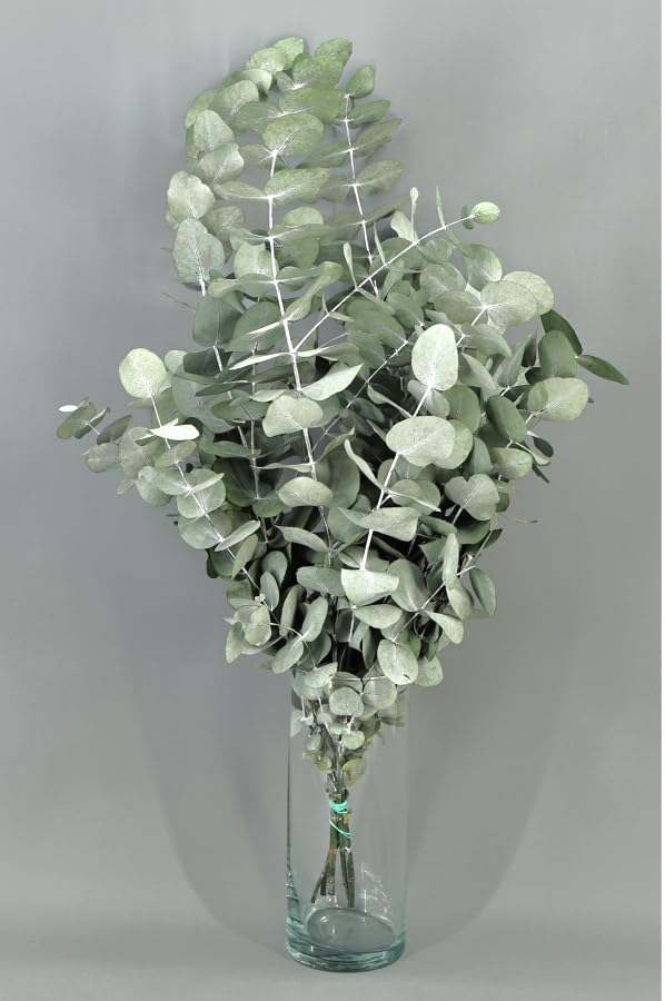 Ramo de Eucalipto Cinerea Natural Preservado, Verde, 60 cm de Largo, 100 gr, Decoración Floral Preservada