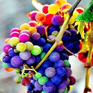 Rainbow rare rare bonsai exquisite fruit bonsai bonsai plants real natural growth of the grape bonsai garden of the house supplies 50 pcs 1: only seeds not a live plants