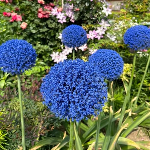 Comprar bulbos allium, allium giganteum, bulbos ornamentales, decoración jardín resistentes al invierno para 20pcs