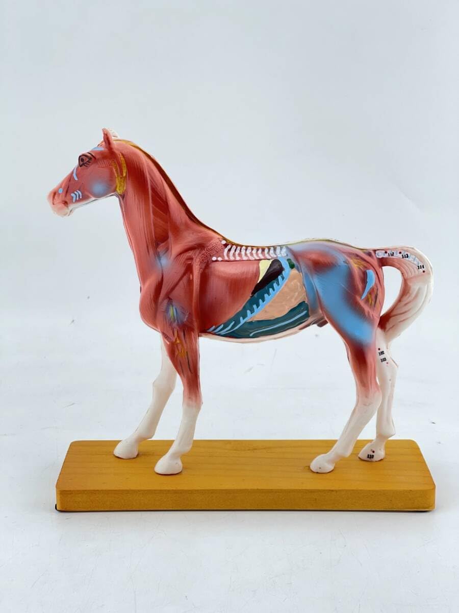馬の解剖模型 馬穴位解剖模型 鍼治療模型 ツボ経穴 ペットケア 獣