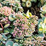 6 x sedum sieboldii 'mediovariegata' - perenni vaso 9cm x 9cm