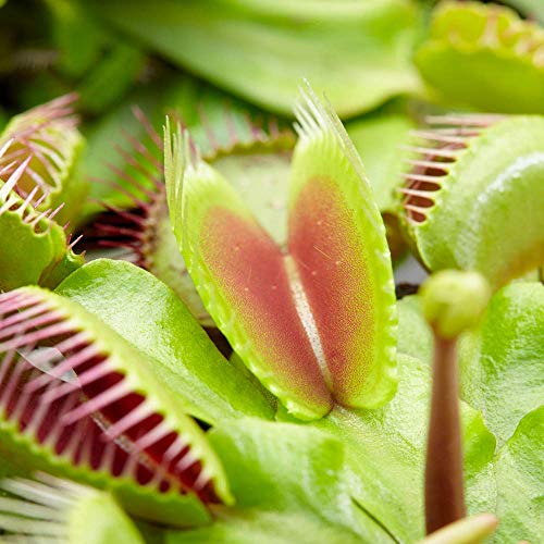 Dionea Carnivora Pianta per Interni Tropicale - Venere Acchiappamosche fornita da 9 cm