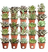 Costa Farms Mini Succulents Fully Rooted Live Indoor Plant 2-Inches Tall, in Grower Pot, 25-Pack