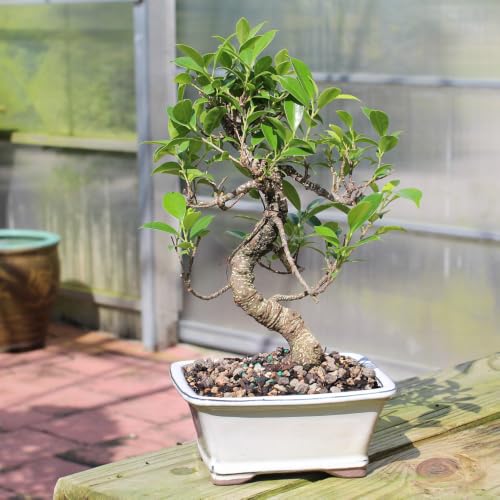 Ficus Bonsai Tree, 4-Year