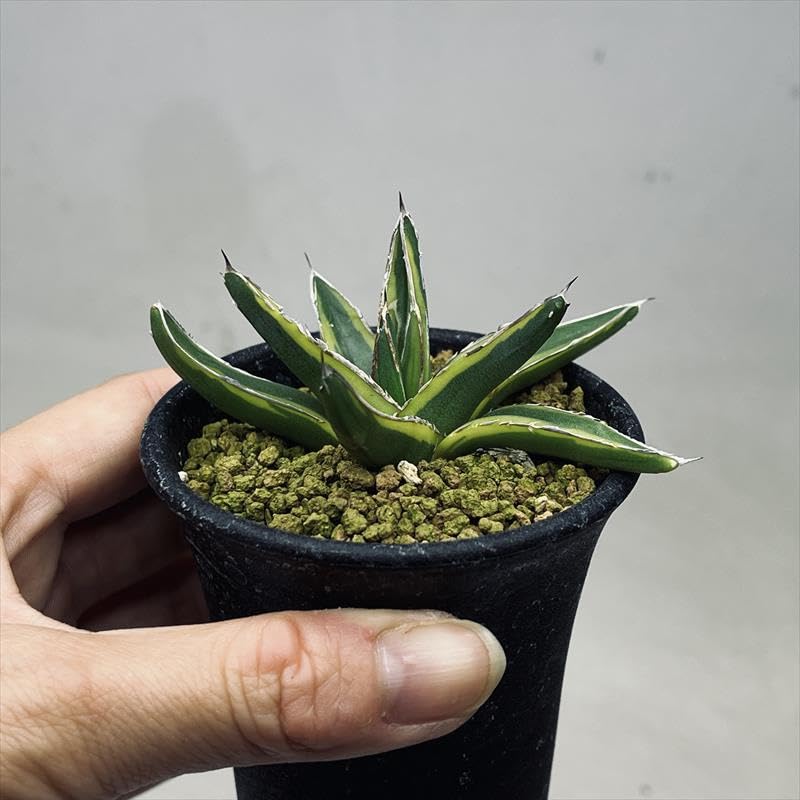 アガベ 多肉植物 観葉植物 特選笹の雪錦 鮮明深覆輪 子吹きあり