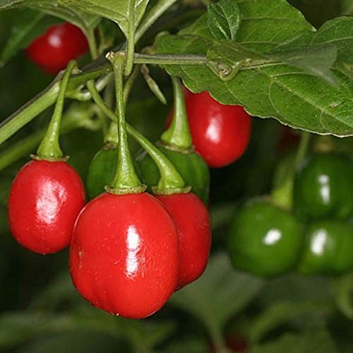 10 Aji Cochabamba Chili picante, semillas de pimienta, calor medio, PI 159248 Capsicum chinense
