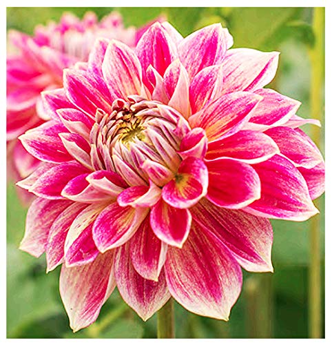 Temple of Beauty Dahlia - 5 Gallon Size Bare Root Tuber