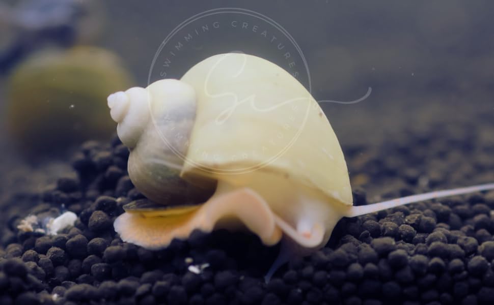 Swimming Creatures™ 5 Ivory Mystery Snails (Pomacea bridgesii)– Freshwater Live Aquarium Snails