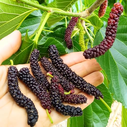 Set 2 Mulberry Trees Plants 5 to 8 Inch Height, Sweet Mulberry Plants Live for Planting, Mulberries Fruit to Grow Outdoor, No Pot (Pakistan Mulberry)