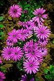 African Daisy Seeds Blue Eyed Daisy Osteospermum Wildflower Drought Flower 100 Seeds