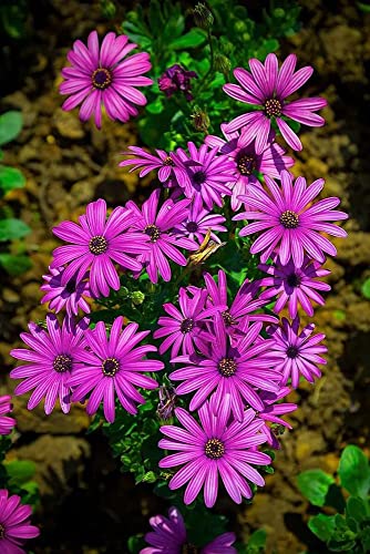 African Daisy Seeds Blue Eyed Daisy Osteospermum Wildflower Drought Flower 100 Seeds #TOP14