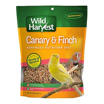 best food for canaries that will surprise your feathered friend 1 best food for canaries