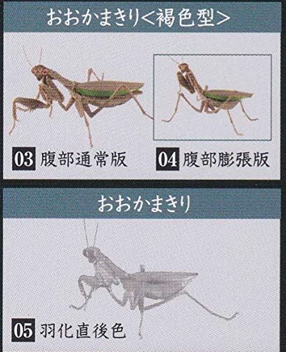 Amazon.co.jp: いきもの大図鑑 かまきり 褐色2種＋羽化型 3種set