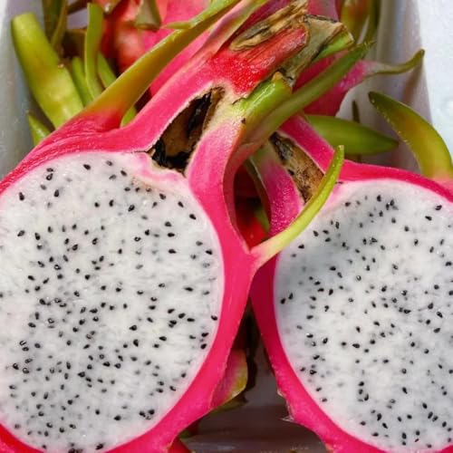 semillas del dragón orgánicas, columnar Hylocereus undatus, jardín rocas regalos para jardineros enanos resistentes semillas raras huerta 30pcs