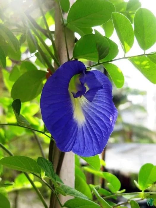Blue aprajita live plant butterfly aparajita flower garden and indoor outdoor growing pack of-1 Healthy Flower Tree All Time Blooming