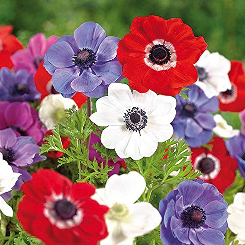 Floriculture Greens IMP. Anemone | Anemoneae | windflowers Flower Bulbs Home Outdoor Gardening Flowering Bulbs Blooming planting (Pack Of 1 The Multi Mix 1 Anemone) (B08X4LHH5V) Amazon Price History, Amazon Price Tracker