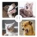 2 Stück Tabletteneingeber Katze,Tablettengeber für Katzen,Pill Assist Katze,Dogs Pet Tablettengeber,Wiederverwendbare Urostat Hund Schluckhilfe Tabletten Feeder für klein Hunde Tablettenspritze Kapsel