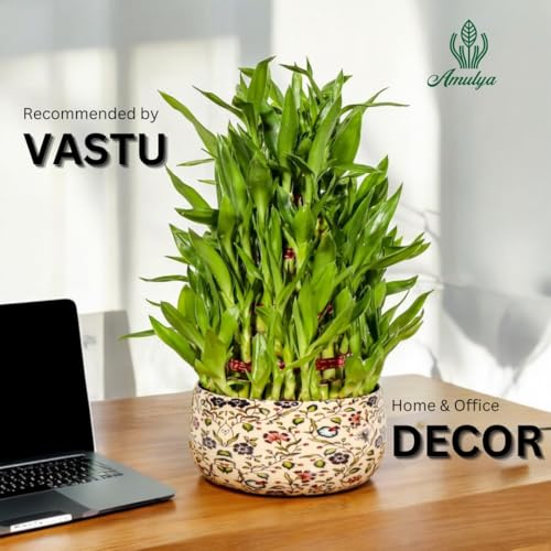 Image of Amulya Farms Live Lucky Bamboo 5 layer plant in Enamel Metal Pot | Bamboo Plants for home decoration | Indoor Plants for Home | Ideal for Living room, Balcony, Office desk & Kitchen | Vastu Plant |