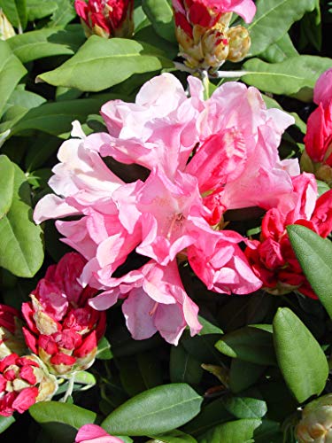 Rhododendron Yak. 'Prince' (Rhododendron) Evergreen, Pink Flowers With Dark Pink Edge, #2 - Size Container #TOP2