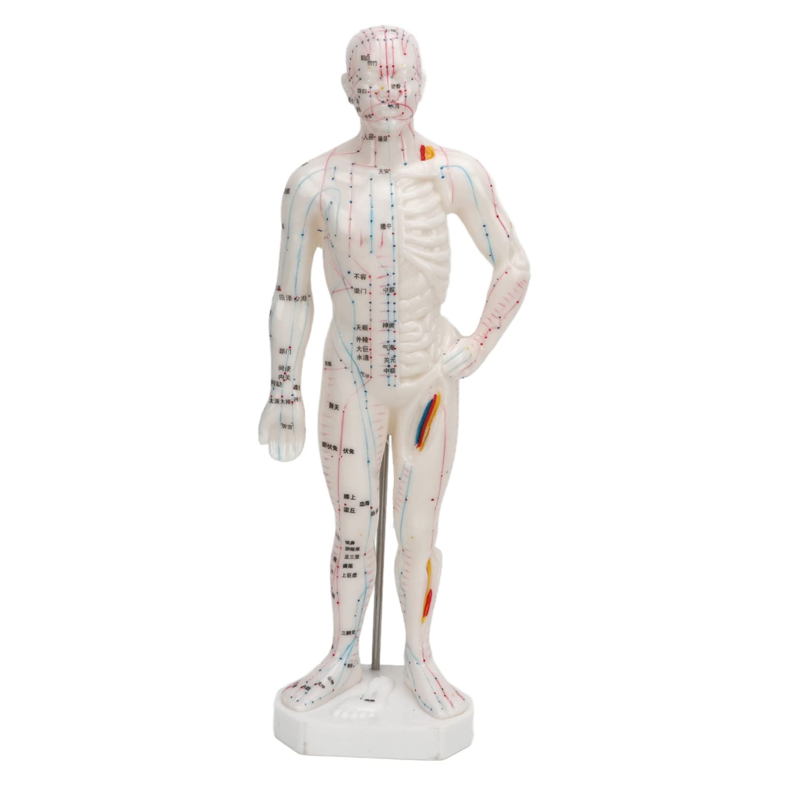 Body Acupuncture Model, Professional Model Human Body Acupuncture Model for Chinese Teaching Acupuncture Massage Lettering Crafts