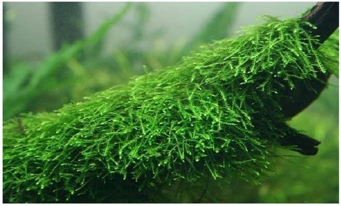 Marcus Fish Tanks Java Moss Taxiphyllum Barbieri Live Aquarium Moss Aquatic Plants Vesicularia Dubyana Buy 2 G 1