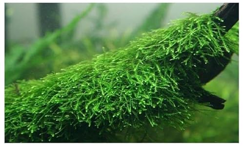 Marcus Fish Tanks Java Moss Taxiphyllum Barbieri Live Aquarium Moss Aquatic Plants Vesicularia Dubyana Buy 2 G 1