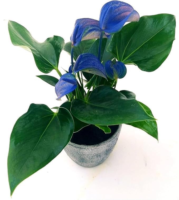 アンスリウム　Sp. The Hope of The Amazon Chitra Garden Blue Anthurium Live Plant 