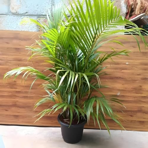 Image of Areca Palm Live Indoor Plant with Pot, Big Leaf, Fast Growing, Air Purifying, for Home Office Living Room Balcony Decor, Pack of 1