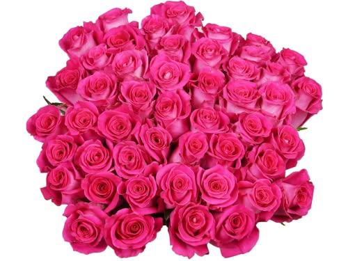 Arabella Bouquets 50 Hot Pink Roses Bulk Fresh Flowers thumb #2