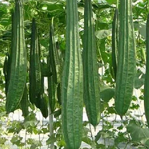Ridge Gourd, Turai Hybrid Seeds-image-11