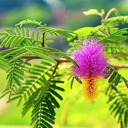 Image of Kalfo Live Real Sami Medicinal Plant Sanidev Shami Pooja Plant Sami Plant for Home and Garden Prosopis Cineraria Plant Shami Plant with Plastic Pot