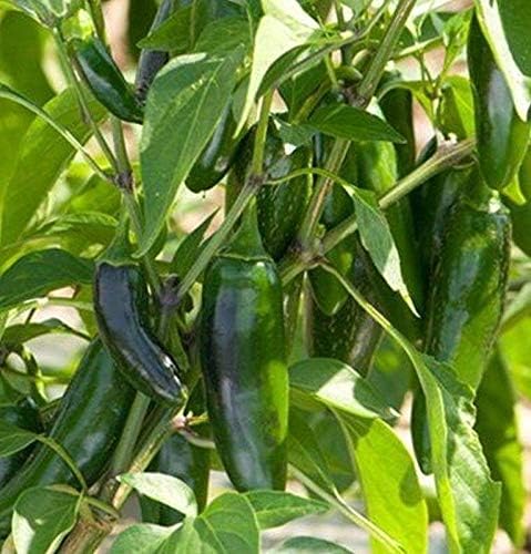 Miniatura 4 de El Jefe Hybrid - Semillas de pimiento Jalapeño picante - Muy Fruta (25 - Semillas)