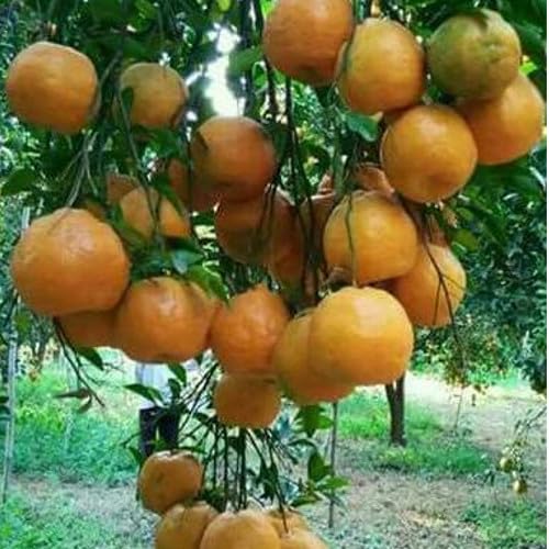 Image of GreenCaart Sweet Nagpur Mandarin Variety Orange Hybrid Grafted Healthy Live Plant1.5-2 Ft Size(Fruit After 1 Year) Pack of 1