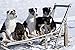 Produktbild Jeff Schultz/Design Pics  Eight Week Old Iditarod Husky Pups Sit In An Antique Wooden Sled In Nome During The 2010 Iditarod Photo Print (20,32 x 25,40 cm)