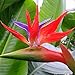 Produktbild Keland Garten - Südafrika echte Paradiesvogelblume Samen, Strelitzie Strelitzia reginae Lange Blütezeit, Ideal als Zimmerpflanze