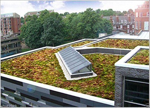 5000 Sedum Seeds-Roof Garden- Beautiful Mix Colors - Greens,Yellows,Reds And Purple !