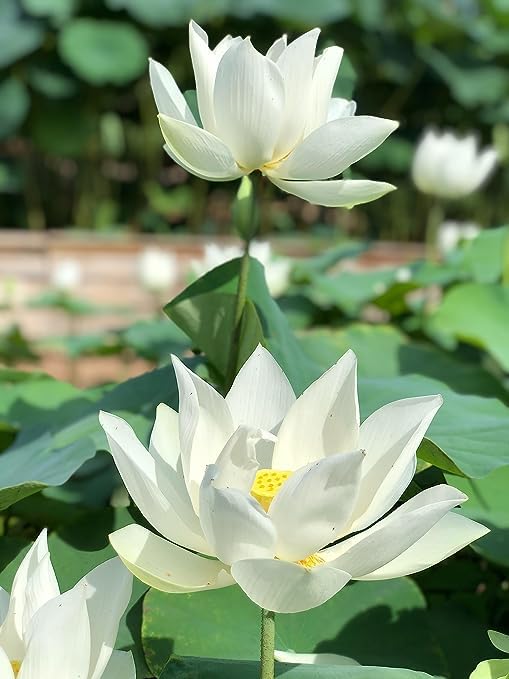 Image of Flowet Plant for Home Decor, Pooja | Large Size Flower Surely Blooming Within 45 Days lotus plant (Foreigner)