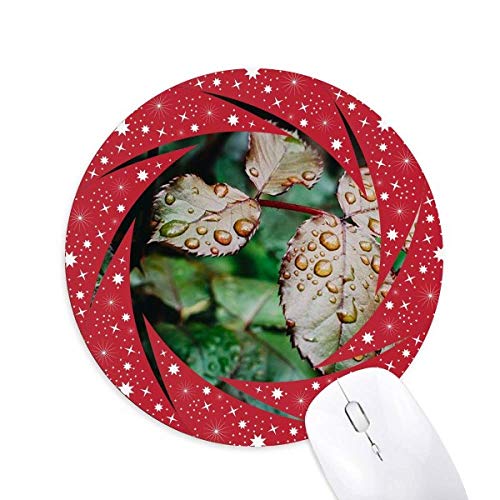 I̗t̐A̎R̎ʐ^ ~`S̐Ԃ̃zC[pbh