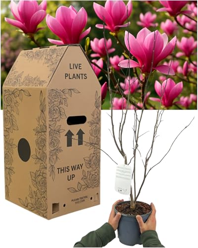 Saucer Magnolia Tree (Magnolia Tulip) 1x Large & Well-Rooted Outdoor Garden Ready Plant. Supplied Fresh in 3L Pot. Early Flowering Deciduous Ornamental Tree with Large Goblet-Shaped Spring Blooms