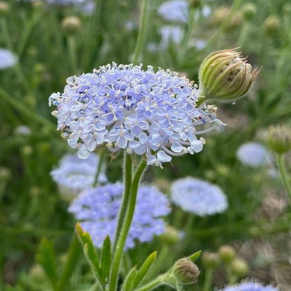 Plant World Seeds - Didiscus Caeruleus 'Blue Lace' Seeds (Annual Flower Seeds)