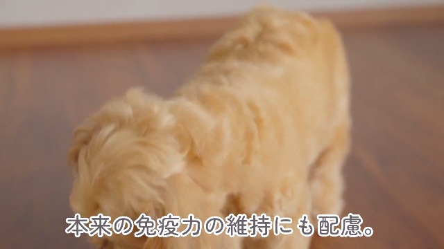 けこ⭐︎プロフお読みください ミシュワン 3セット ドックフード 2キロ